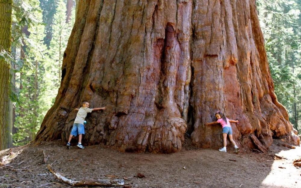 The-Tallest-Tree-Sequoiadendron-giganteum-1080x675.jpg