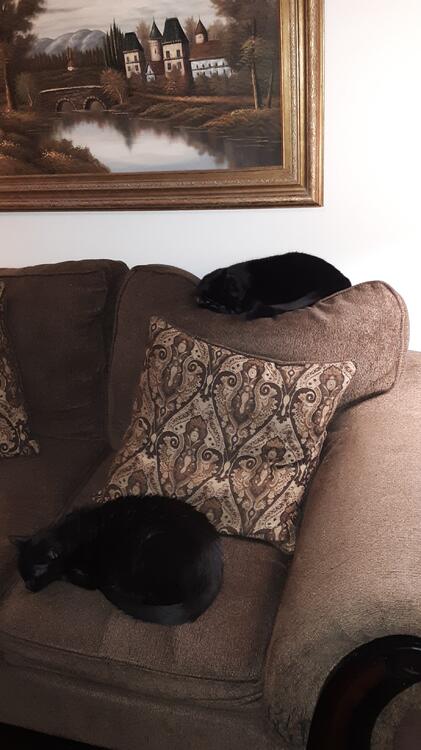 catsonsofa.thumb.jpg.479ea221c1eaf52f5bacfd1adfdad285.jpg