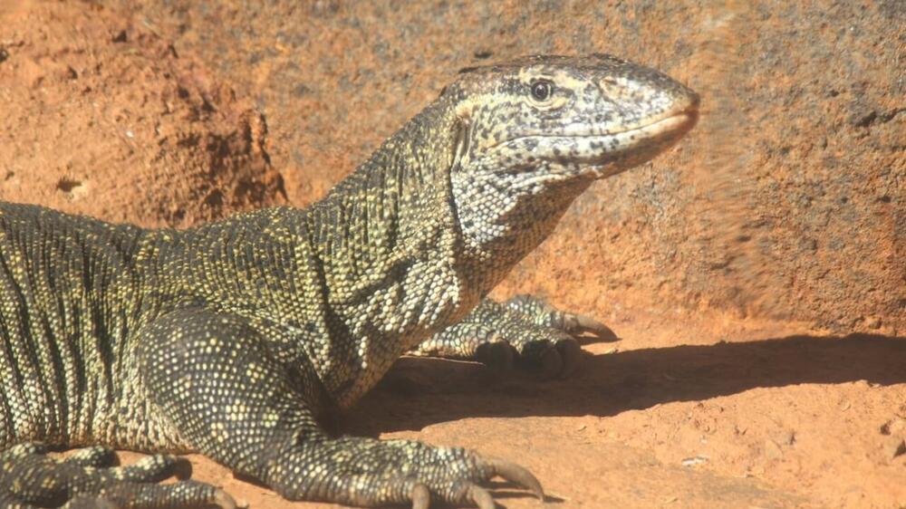 Monitor-lizard-1-1276x718.jpg