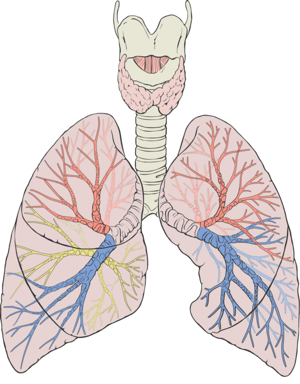 1200px-Lungs_diagram_detailed.svg.png