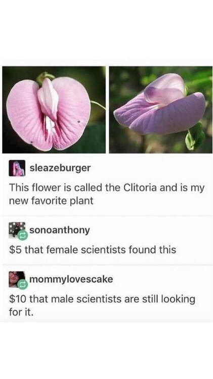 Female Plant.jpg