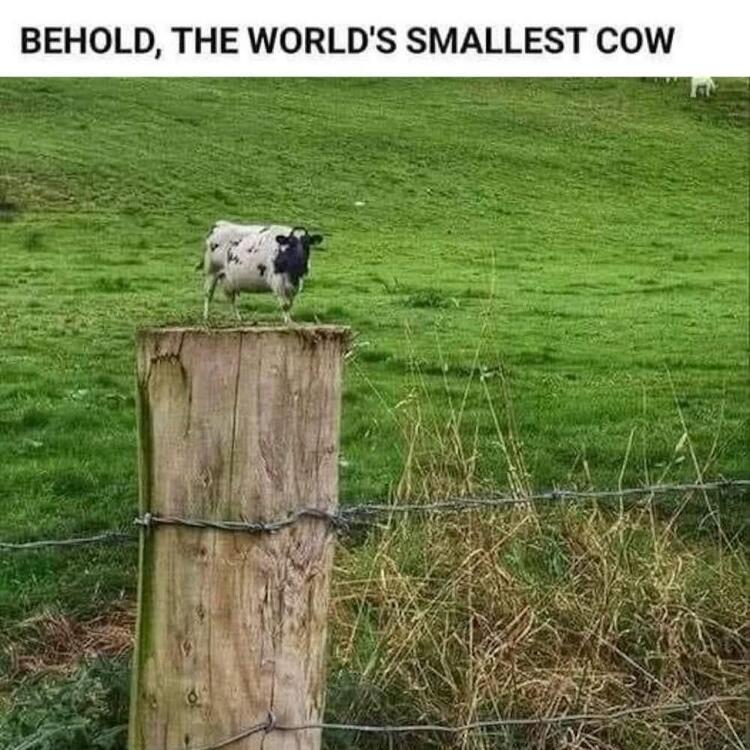 Small Cow on Post.JPG