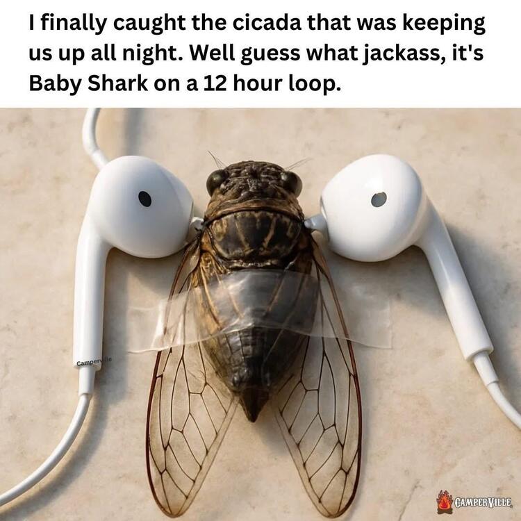 Torture Cicada.JPG