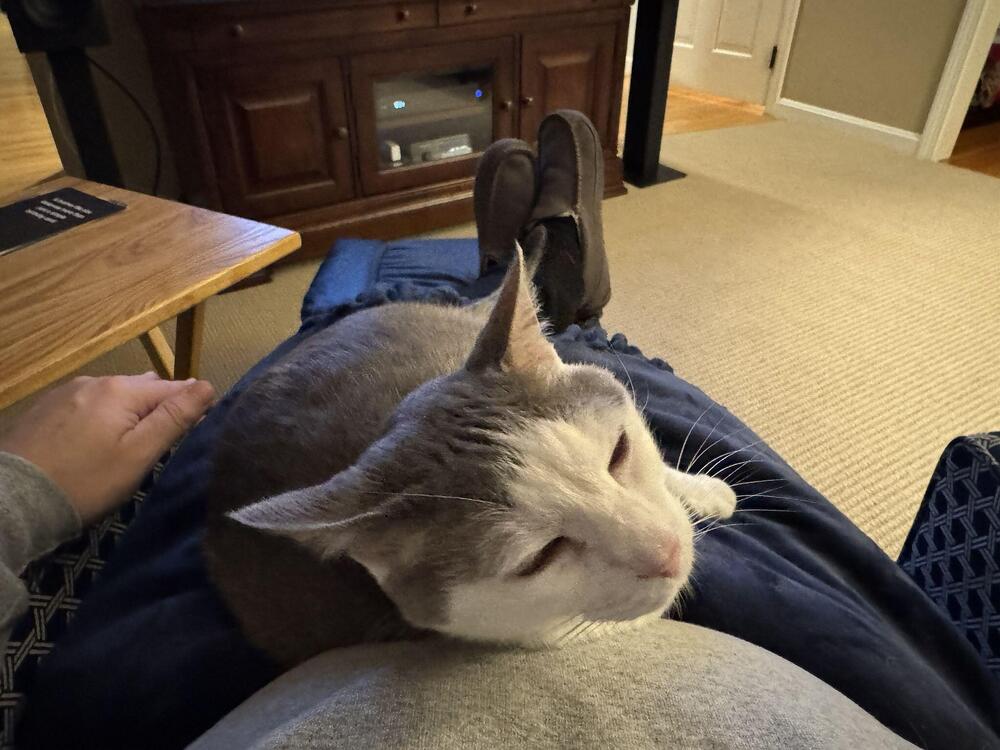 Birthday Cat Nap.jpg